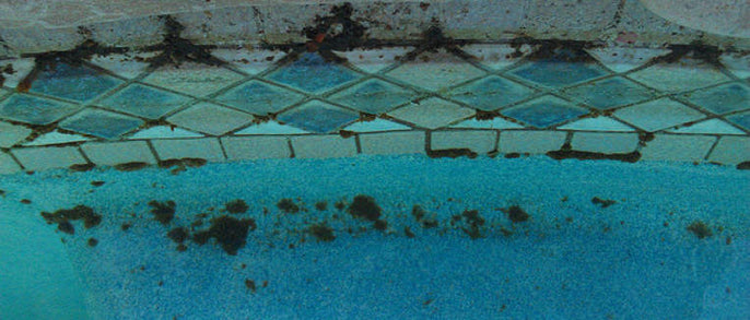 Black Algae in Pool And How to Get Rid of It